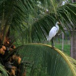 Egretă în cocotier