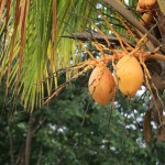 Nuci de cocos coapte